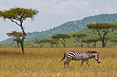 A common or plains zebra, Equus quagga, walking through grassland. Masai Mara National Reserve, Kenya.