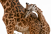 Eine junge Masai-Giraffe, Giraffa camelopardalis, mit ihrer Mutter. Masai Mara-Nationalreservat, Kenia.