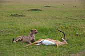 Ein Gepard, Acinonyx jubatus, bei der Fütterung eines Impalas, Aepyceros melampus. Masai Mara Nationalreservat, Kenia.