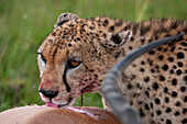 A cheetah, Acinonyx jubatus, eating an impala, Aepyceros melampus. Masai Mara National Reserve, Kenya.