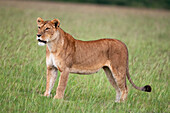 Porträt einer Löwin, Panthera leo. Masai Mara Nationalreservat, Kenia.