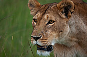 Nahaufnahme einer Löwin, Panthera leo. Masai Mara Nationalreservat, Kenia.