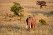 Ein afrikanischer Elefant, Loxodonta africana, geht durch eine Savanne. Masai Mara-Nationalreservat, Kenia.