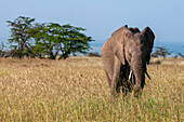 Ein afrikanischer Elefant, Loxodonta africana, bei einem Spaziergang durch eine Savanne. Masai Mara Nationalreservat, Kenia.