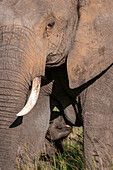 Ein afrikanisches Elefantenkalb, Loxodonta africana, das von seiner Mutter gesäugt wird. Masai Mara-Nationalreservat, Kenia.