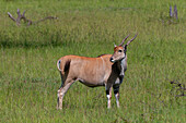 Porträt einer Elenantilope, Taurotragus oryx. Masai Mara Nationalreservat, Kenia.