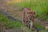 Portrait of a lion cub, Panthera leo, walking. Masai Mara National Reserve, Kenya.