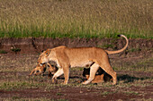 Portrait of a lioness, Panthera leo, with a group of cubs. Masai Mara National Reserve, Kenya.