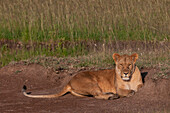 Porträt einer Löwin, Panthera leo, beim Ausruhen. Masai Mara-Nationalreservat, Kenia.