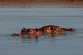 Hippopotamuses, Hippopotamus amphibius, mostly submerged in a pond. Masai Mara National Reserve, Kenya.