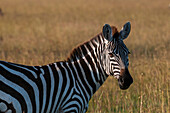 Porträt eines Steppenzebras, Equus quagga. Masai Mara-Nationalreservat, Kenia.