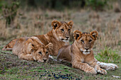 Three lion cubs, Panthera leo, resting together. Masai Mara National Reserve, Kenya.