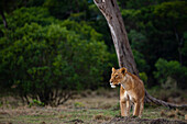 Porträt einer aufmerksamen Löwin, Panthera leo. Masai Mara-Nationalreservat, Kenia.