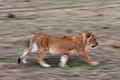 Ein Löwenjunges, Panthera leo, beim Laufen. Masai Mara-Nationalreservat, Kenia.