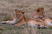 Zwei junge Löwen, Panthera leo, beim Ausruhen. Masai Mara-Nationalreservat, Kenia.