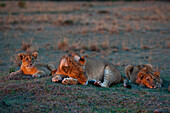 Portrait of a sleeping lioness, Panthera leo, with her cubs at sunset. Masai Mara National Reserve, Kenya.