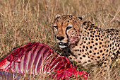 A cheetah, Acinonyx jubatus, feeding on a wildebeest carcass. Masai Mara National Reserve, Kenya.