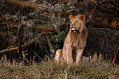 Porträt eines subadulten männlichen Löwen, Panthera leo. Masai Mara-Nationalreservat, Kenia.