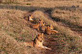 A lioness, Panthera leo, with cubs, resting in the tracks of a dirt road. Masai Mara National Reserve, Kenya.