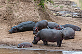 Hippopotamuses, Hippopotamus amphibius, and a baby on the edge of a water pool. Masai Mara National Reserve, Kenya.
