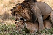Portrait of a pair of lions mating, Panthera leo. Masai Mara National Reserve, Kenya.