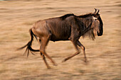Porträt eines Gnus, Connochaetes taurinus, beim Laufen. Masai Mara Nationalreservat, Kenia.