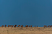 Eine Herde wandernder Gnus, Connochaetes taurinus, läuft auf den Kamm eines Hügels zu. Masai Mara Nationalreservat, Kenia.