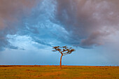 Eine einsame Akazie unter einem stürmischen Himmel in der Savanne. Masai Mara Nationalreservat, Kenia.