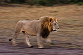 Ein männlicher Löwe, Panthera leo, patrouilliert durch die Savanne. Masai Mara Nationalreservat, Kenia.