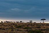 Eine Herde von Gnus, Connochaetes taurinus, unter einem stürmischen Himmel. Masai Mara-Nationalreservat, Kenia.
