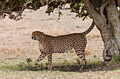 A cheetah, Acinonyx jubatus, marking its territory. Masai Mara National Reserve, Kenya.