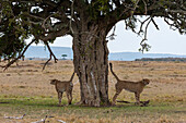 Zwei Geparden, Acinonyx jubatus, die ihr Territorium durch Spritzen markieren. Masai Mara-Nationalreservat, Kenia.