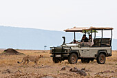 Touristen fotografieren einen Geparden, Acinonyx jubatus, der an einem Safarifahrzeug vorbeiläuft. Masai Mara-Nationalreservat, Kenia.