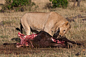 Ein männlicher Löwe, Panthera leo, frisst ein erlegtes Gnu. Masai Mara Nationalreservat, Kenia.