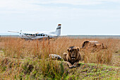 A lion, Panthera leo, known in the Masai Mara as Scarface, sits in tall grass near the Musiara airstrip. Masai Mara National Reserve, Kenya.