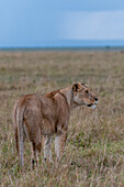 Eine Löwin, Panthera leo, erkundet die Savanne. Masai Mara Nationalreservat, Kenia.