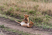 Drei Monate alte Löwenjunge, Panthera leo, beim Spielen. Masai Mara-Nationalreservat, Kenia.