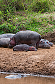 Flusspferde, Hippopotamus amphibius, und ein Kalb, das am Ufer eines Tümpels ruht. Masai Mara Nationalreservat, Kenia.