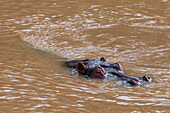 A hippopotamus, Hippopotamus amphibius, in a water pool. Masai Mara National Reserve, Kenya.