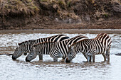 Plains zebras, Equus quagga, drinking water. Masai Mara National Reserve, Kenya.