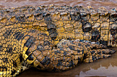 Nahaufnahme eines Nilkrokodils, Crocodilus niloticus, mit Schuppendetail. Mara-Fluss, Masai Mara Nationalreservat, Kenia.