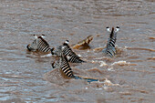 A Nile crocodile, Crocodilus niloticus, attacking a plains zebra, Equus quagga, crossing the Mara River. Mara River, Masai Mara National Reserve, Kenya.