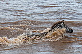 A plains zebra, Equus quagga, crossing the Mara River during migration. Mara River, Masai Mara National Reserve, Kenya.