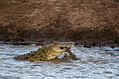 Ein großes Nilkrokodil, Crocodilus niloticus, und zwei kleinere Krokodile fressen ein Zebra. Mara-Fluss, Masai Mara-Nationalreservat, Kenia.