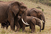 African elephants, Loxodonta africana, grazing side by side. Masai Mara National Reserve, Kenya.