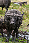 A portrait of a mud-covered African buffalo, Syncerus caffer. Masai Mara National Reserve, Kenya.