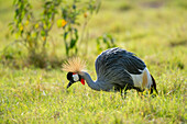 A Grey crowned crane, Balearica regulorum gibbericeps, searching for insects in the grass. Amboseli National Park, Kenya, Africa.