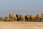 Herde afrikanischer Elefanten, Loxodonta africana, beim Wandern in den Ebenen des Amboseli-Nationalparks. Amboseli-Nationalpark, Kenia, Afrika.