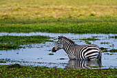 Ein gewöhnliches Zebra, Equus quagga, steht im Wasser. Amboseli-Nationalpark, Kenia, Afrika.