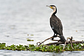 Great cormorants, Phalocrocorax carbo, perching on the branch over the lake. Kenya, Africa.
